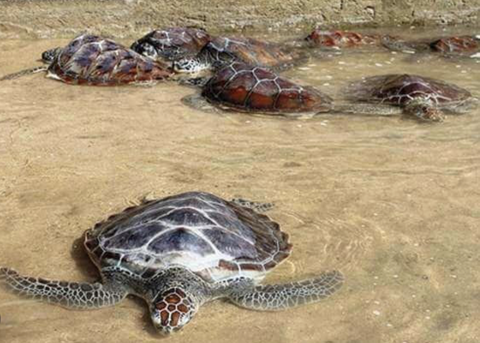 18 Ekor Penyu Hijau Sitaan Polres Jembrana Siap Dilepas Ke Alam Bebas 