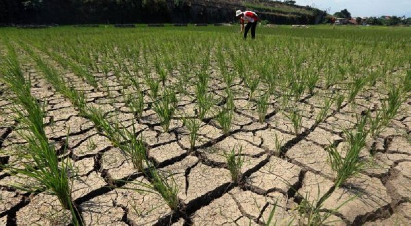 Walhi Soroti  Sistem Pengairan dan Sawah Jelang WWF di Bali Yang Terancam