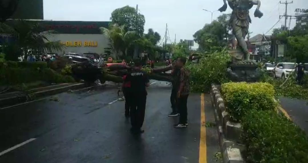Pohon Besar Tumbang di Depan Krisna Oleh-Oleh Kuta, Lalu Lintas Sempat Tersendat Pohon Besar Tumbang di Depan Krisna Oleh-Oleh Kuta, Lalu Lintas Sempat Tersendat